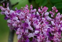 Primavera começa hoje, mas chuvas devem se fixar apenas em outubro
