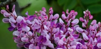 Primavera começa hoje, mas chuvas devem se fixar apenas em outubro