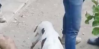 Imagens fortes: Homem acusado de estupro é castrado por pitbull ao ser pego por gangue