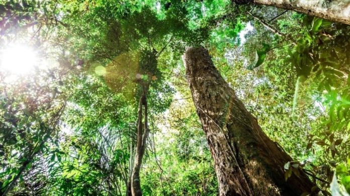 uma-unica-arvore-gigante-e-capaz-de-sequestrar-a-mesma-quantidade-de-carbono-da-atmosfera-que-300-a-500-arvores-pequenas-1568752243173_v2_900x506