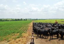 Valor da Produção Agropecuária de Rondônia deve atingir R$ 10,2 bilhões este ano