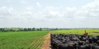 Valor da Produção Agropecuária de Rondônia deve atingir R$ 10,2 bilhões este ano