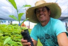 Cafeicultores recebem mudas de café robusta para fomentar a produção