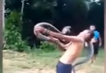 Encantador de serpentes morre após ser atacado por cobra: veja o vídeo