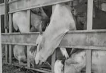 Após acidente na BR 364 transportadora é multada por maus tratos a animais