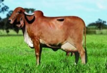 TRAGÉDIA: Idoso é atacado por vaca no sitio onde morava em Rondônia