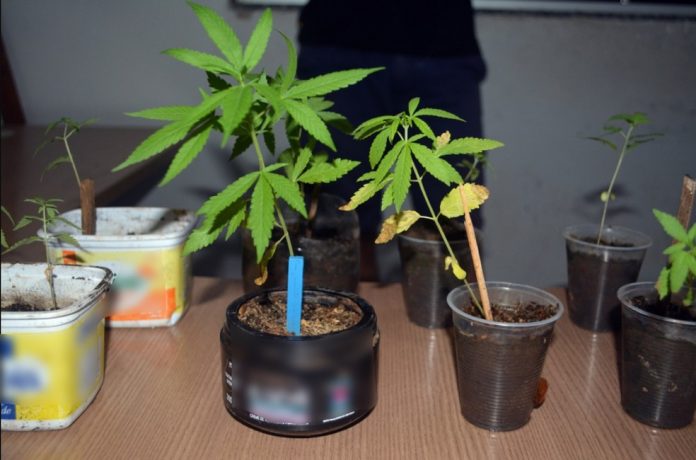 maconha-em-ariquemes