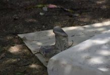Homem invade residência e agride mulher a pedradas na zona Sul
