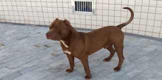 Criança de 5 anos vai parar na UTI após ataque de pitbull