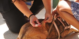SAÚDE ANIMAL – Dia D de vacinação contra raiva é neste sábado em Porto Velho