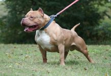 Criança é atacada por pitbull na frente de residência em Porto Velho