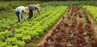 Agricultura familiar de Rondônia deve receber R$ 9,2 milhões