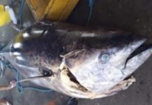 350 QUILOS: Pescadores fisgam atum raro que vale R$ 140 mil mas perdem ‘bolada’ por um detalhe