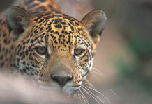 CORAGEM: Indígena de 67 anos luta contra onça em Chupinguaia e mata o animal