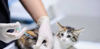 Campanha para imunizar cães e gatos em Porto Velho começa nesta segunda-feira (20)