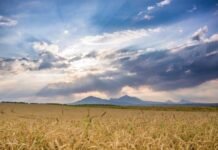 Altas temperaturas prejudicam pecuária e lavouras dos EUA