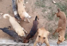 Protetores de animais e ONGs podem se inscrever para receber ração para cães e gatos em Porto Velho; veja como