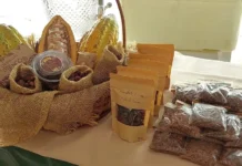 Concurso de qualidade e sustentabilidade do Cacau começa nesta quinta (8) em Jaru, RO