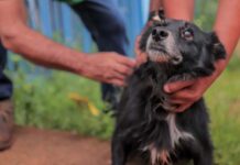 Dia D para vacinar cães e gatos será no próximo sábado (15), em Porto Velho