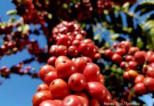 Prorrogado prazo para produtores do agronegócio requererem Licença Ambiental