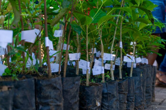 Doação_Mudas_Plantas-Wesley_Pontes-12_11_22-6