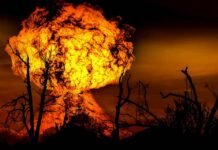 Cientistas dizem que o planeta está no meio da sexta extinção em massa