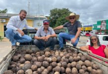 ARIQUEMES: Sema recebe doação de 500 ouriços de sementes de Castanha-do-Pará