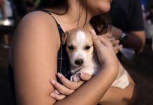 Feira de adoção de cães e gatos acontece no próximo sábado (25)