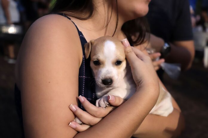 Lhorrany Dapper - Feira Adoção Animais - Fotos Saul Ribeiro (3)(1)