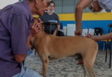 Vacinação para cães e gatos será realizada nos condomínios do Bairro Novo