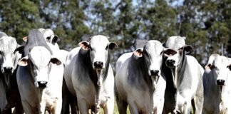 Rondônia é o 2º Estado da região Norte no ranking de produção agropecuária