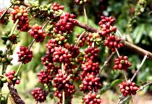 Prefeitura de Porto Velho distribuiu 2,2 milhões de mudas de café aos produtores