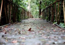 Prefeitura de Porto Velho e parceiros promovem atividades alusivas à Semana do Meio Ambiente