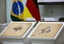 Alemanha devolve fóssil Ubirajara jubatus, ancestral das aves, ao Cariri cearense