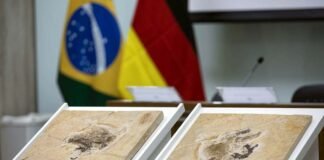 Alemanha devolve fóssil Ubirajara jubatus, ancestral das aves, ao Cariri cearense