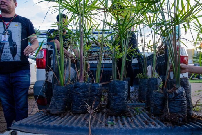 Prefeitura vai plantar 25 mil árvores de diferentes espécies até o final do ano