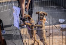 Feira de adoção de cães e gatos acontece no próximo sábado (12) na Praça CEU