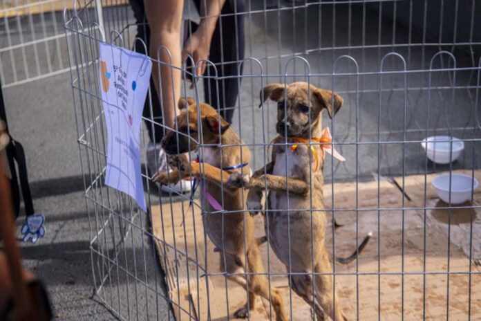 ag6kom0ek9i0ksb