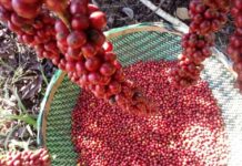 Prefeitura de Porto Velho fortalece cafeicultura, com distribuição de mudas e suporte aos produtores
