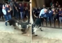Ataque de touro na Espanha deixa um homem morto e outro ferido
