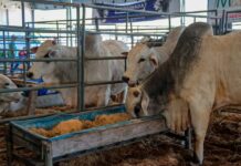 Idaron abre processo seletivo simplificado para recomposição do quadro de médicos veterinários
