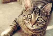 Doença transmitida por gatos está descontrolada, diz pesquisador
