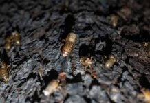 Fenômeno raro: Cientistas alertam para “apocalipse das cigarras” nos EUA