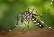 Lixo doméstico continua sendo o principal criadouro do mosquito transmissor da dengue, zika e chikungunya