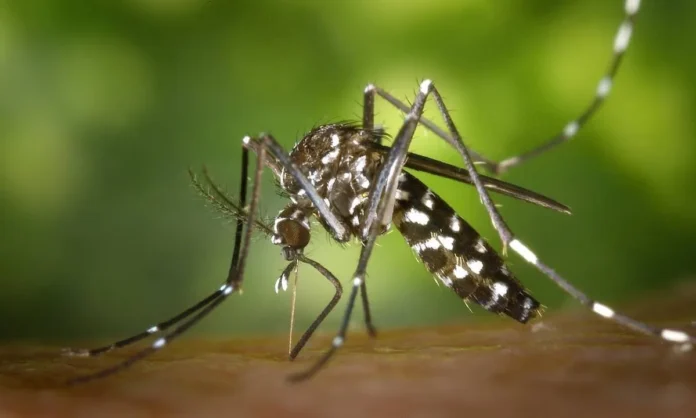 dengue