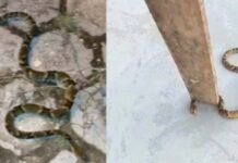 Cobras são encontradas nas ruas de bairro em Vilhena e amedrontam moradores