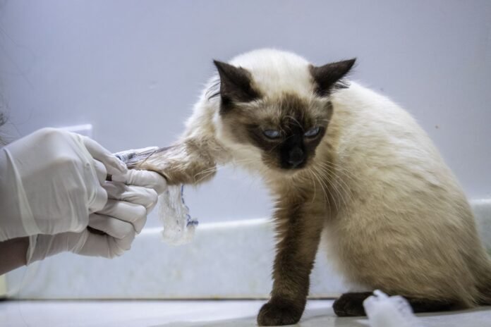 Clínica veterinária pública é anunciada em Porto Velho; veja quem pode buscar atendimento