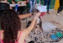 Feira de adoção de cães e gatos acontece no próximo sábado (27), no Skate Parque