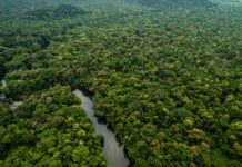 Desmatamento na Amazônia cai 45,7% em um ano; Cerrado tem alta de 9%