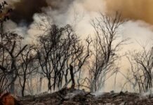 ICMBio suspeita de incêndio criminoso na Floresta Nacional de Brasília